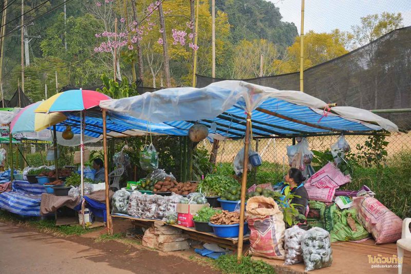 ไร่ขายของดอยอ่างขาง