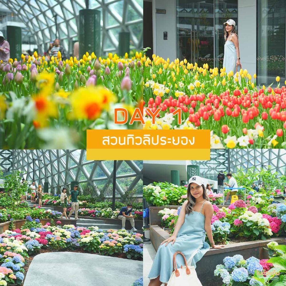 สวนทิวลิประยอง