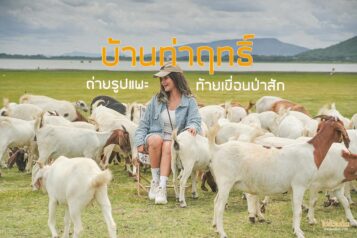 ถ่ายรูปแพะ บ้านท่าฤทธิ์