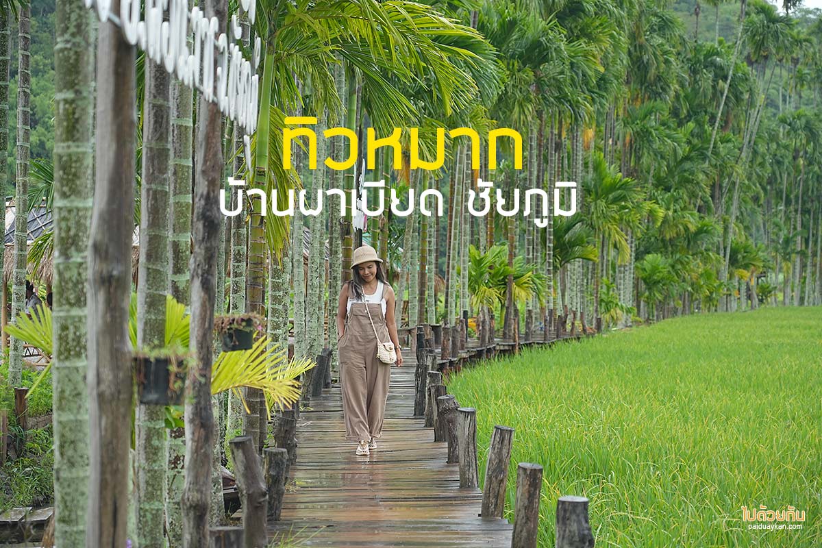 ทิวหมาก บ้านผาเบียด